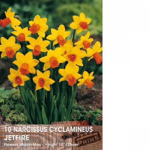 Narcissus Cyclamineus Jetfire Bulbs  (Daffodil) 10 Per Pack