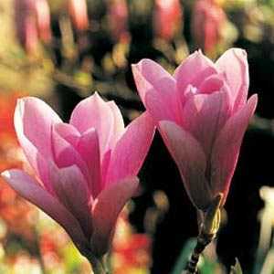 Magnolia Heaven Scent