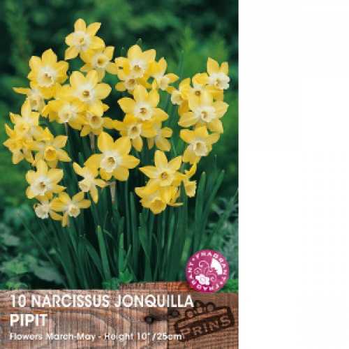 Buy spring bulbs online UK