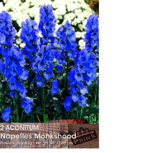 Aconitum Napelles Monkshood