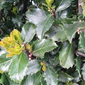 Ilex Meserveae Blue Prince (Blue Holly) Rootball Hedging 60-80cm Height