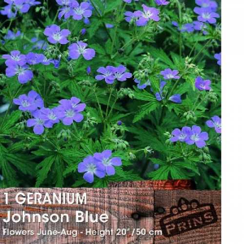 Geranium Johnson Blue Pre-Packed Perennial 1 Per Pack
