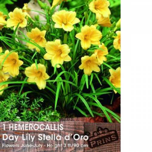 Hemerocallis Stella d'Oro Day Lily