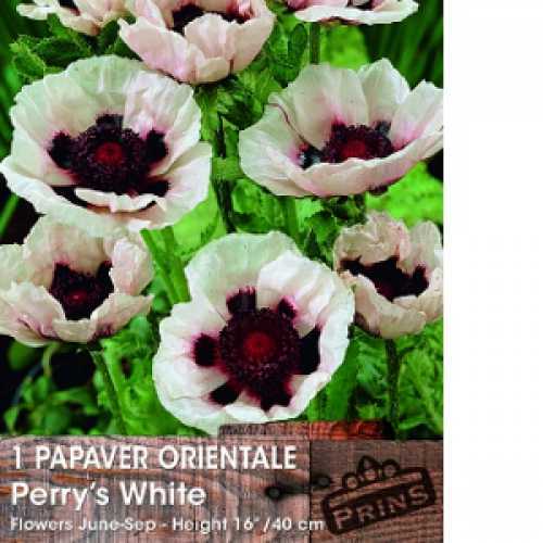 And poppy perry Plant Profile