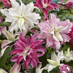 Lilium (Lily) Double Mixed Bulbs 4 Per Pack