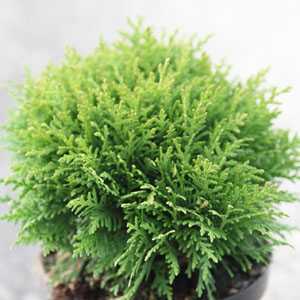 Thuja Occidentalis 'Danica' (White Cedar Danica)