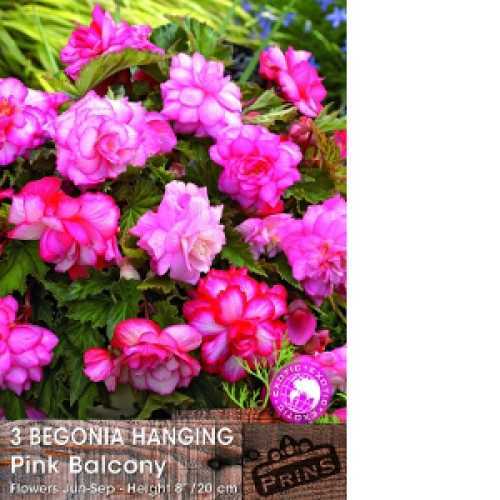 Begonia Hanging Pink Balcony Bulbs 3 Per Pack