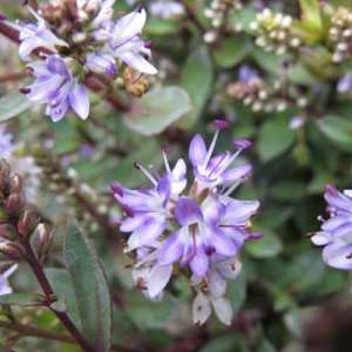 Buy Quality Hebe Caledonia Online UK Plants Galore Online