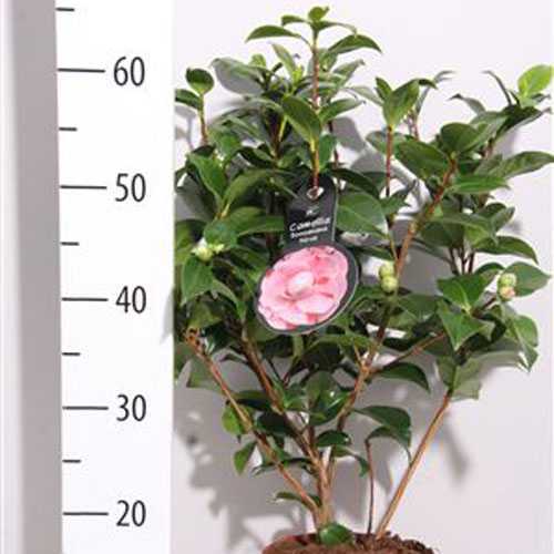 Camellia Japonica 'Bonomiana'