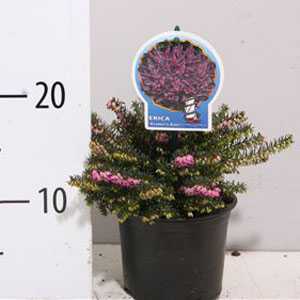 Erica (Heather) Darleyensis Kramer's Red (Kramer's Rote)