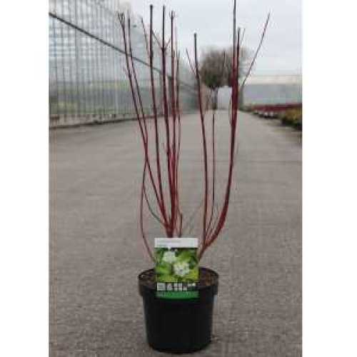 Cornus Alba Aurea (Red Barked Dogwood)