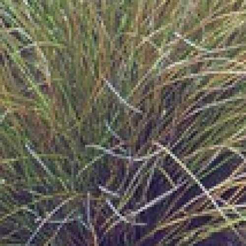 Carex Testacea (New Zealand Hair Sedge)