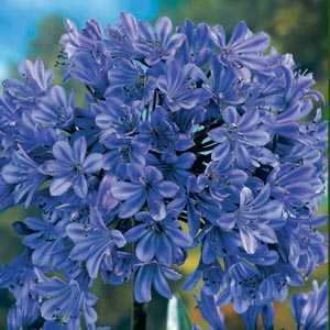 Agapanthus Donau Blue (African Lily) Lily Of The Nile Pre-Packed Perennial 1 Per Pack