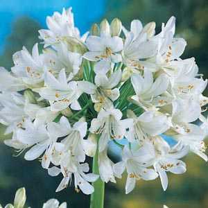 Agapanthus Polar Ice White Lily Of The Nile