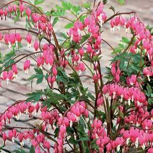 Dicentra Spectabilis (Bleeding Heart) Pre-Packed Perennial