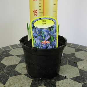 Iris Joyce Potted Bulbs 13cm Pot