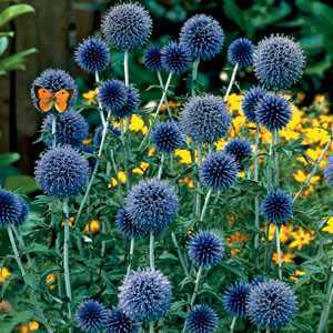 Echinops Veitch Blue Globe Thistle Pre-Packed Perennial 1 Per Pack