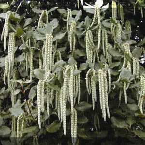 Garrya Elliptica Silk Tassel Bush 20ltr Trellis Climber