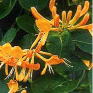 Lonicera Honeysuckle Copper Beauty Trellis Climber 20Ltr