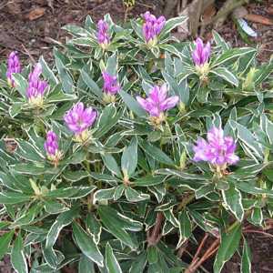 Rhododendron 'Variegata Ponticum' (Variegated Leaf)