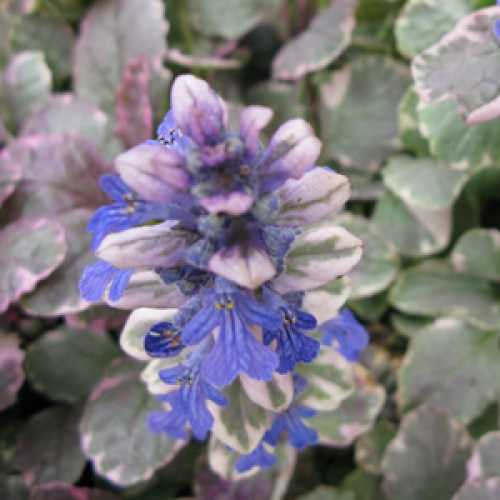 2826_500_012406_ajuga_burgundy_glow_2_300.jpg