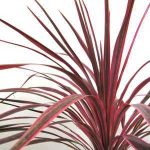 Cordyline Australis Sunrise (Cabbage Plant) 7Ltr