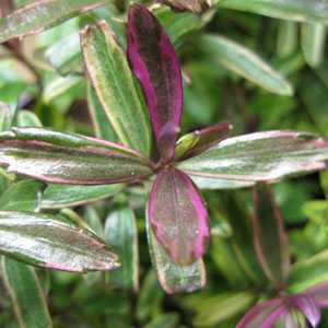 Hebe Purple Shamrock Exclusive Collection
