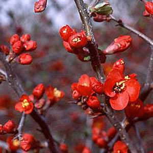 Chaenomeles Superba Hollandia (Flowering Quince)