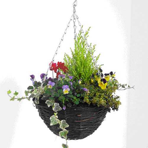 Cheap Planted Winter Hanging Baskets Online : Buy Winter ...