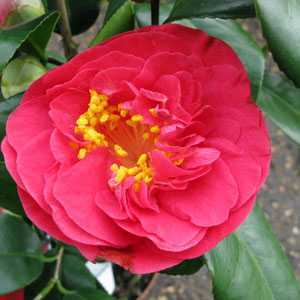 Camellia Japonica Lady Campbell