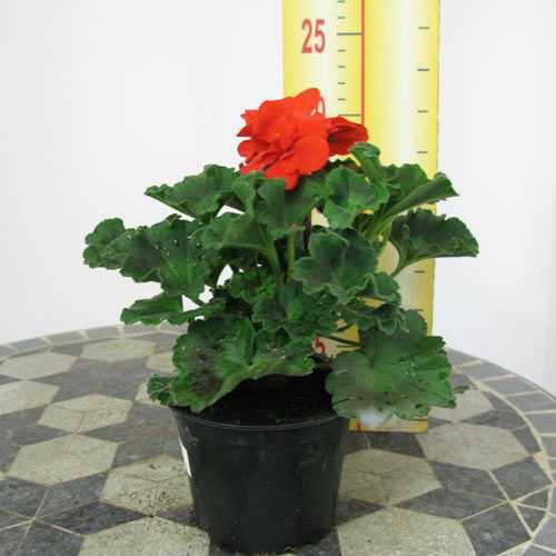 Geranium Potted Red (Summer Bedding) 10.5cm Pot