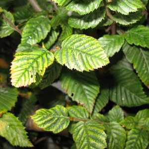 Carpinus Betulus (Hornbeam) Hedging 80-100cm 3ltr