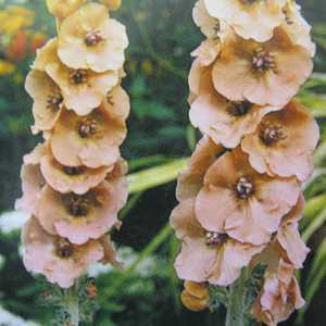 Verbascum Helen Johnson Mullein