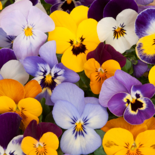 Buy Cheap Winter Flowering Pansy Online Cheap Pansies Online Pansy Essex