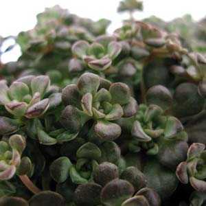 Sedum Spathulifolium Cape Blanco 1Ltr