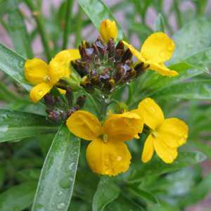 Erysimum Rysi Gold Perennial Wallflower