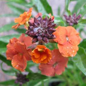 Erysimum Apricot Twist Perennial Wallflower