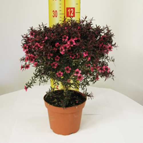 القوات البحرية لندن australian tea tree leptospermum solarireland2020.com