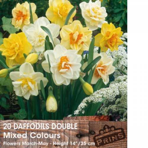 Buy Daffodil Bulbs Double Mixed Colours Plants Galore Online UK