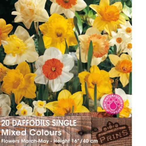 Buy Daffodil Bulbs Single Mixed 20 Per Pack UK
