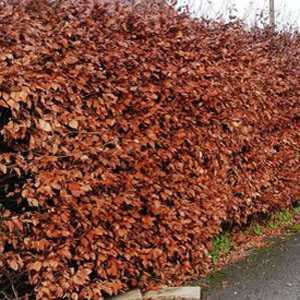Copper Beech Hedging (Fagus Sylvatica Purpurea) 80-100cm 3ltr