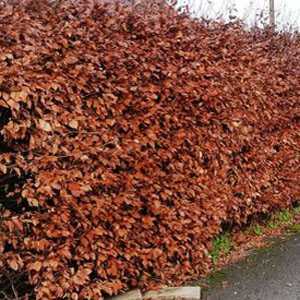 Copper Beech Hedging (Fagus Sylvatica Purpurea)