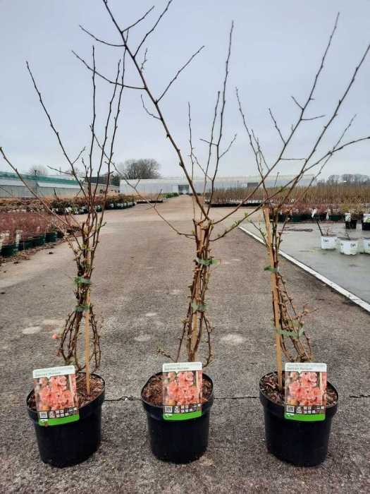 296_500_100027_Chaenomeles_Superba_Salmon_Horizon_(Flowering_Quince)_1.jpg