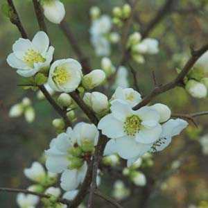 Chaenomeles Speciosa Nivalis (Flowering Quince)