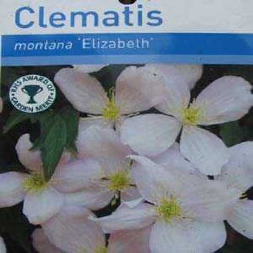 Clematis Montana Elizabeth (Climber)
