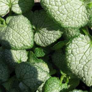 Lamium Maculatum White Nancy Creeping Lamium Spotted Dead Nettle