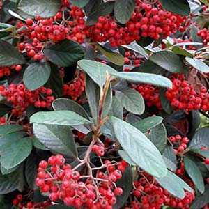 Cotoneaster Lacteus