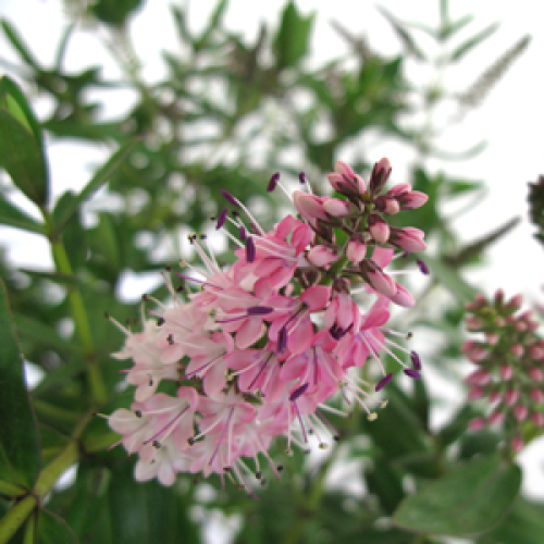 3038_500_023007_Hebe_Nicolas_Blush_In_Flower.png