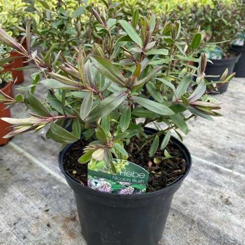 3038_500_023007_Hebe_Nicolas_Blush_Pot_300.jpg