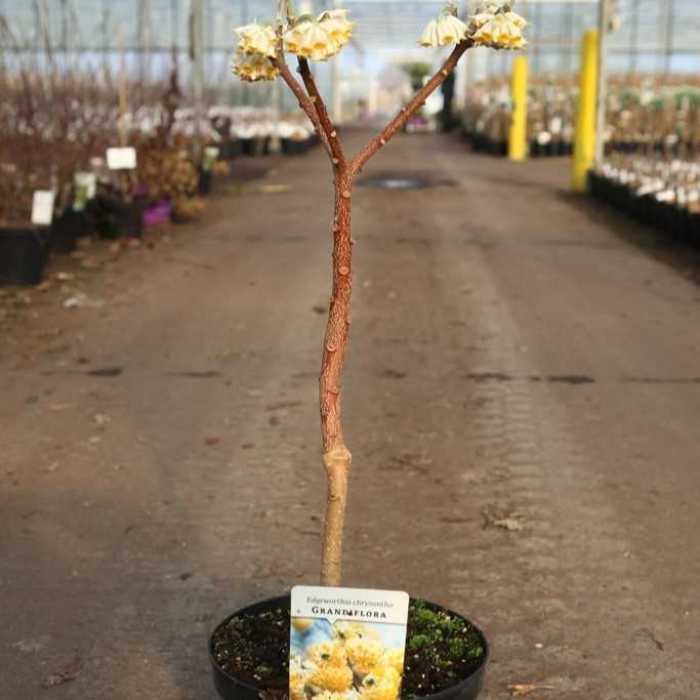 306_500_125633_Edgeworthia_Chrysantha_Grandiflora_Oriental_Paperbush.jpg